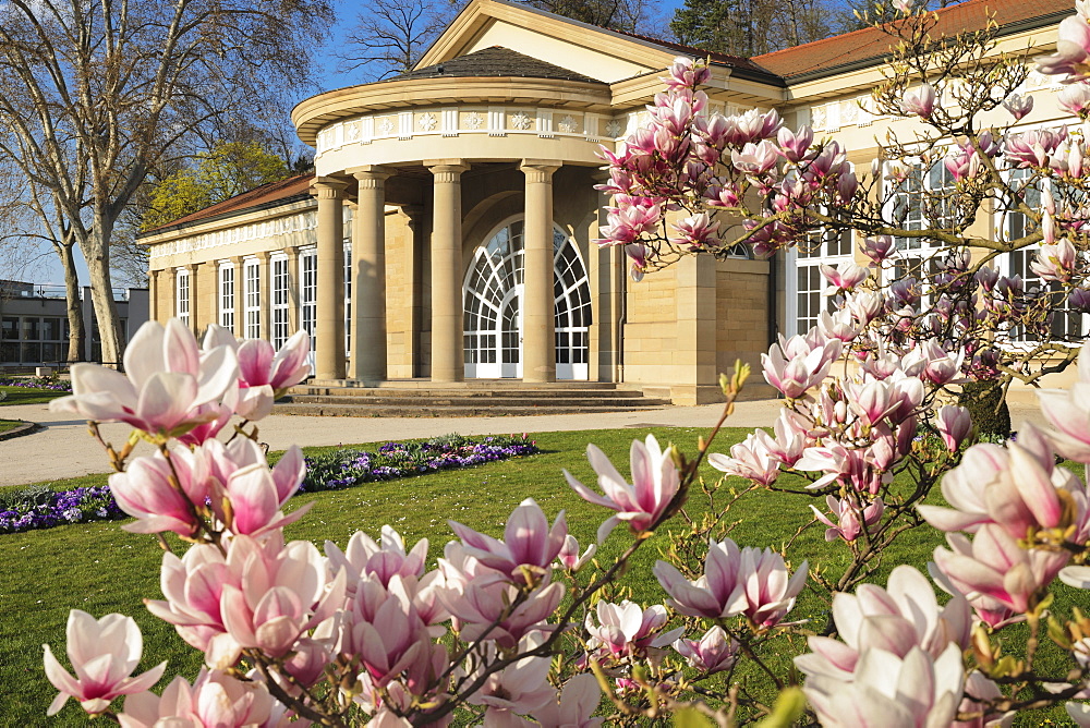 Magnolia blossom at Kurhaus, Bad Cannstatt, Stuttgart, Baden-Wurttemberg, Germany, Europe