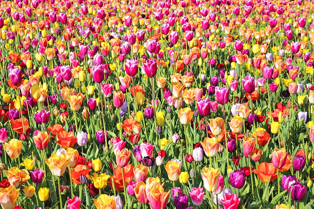 Field of tulips, Keukenhof Gardens, Lisse, South Holland, Netherlands, Europe