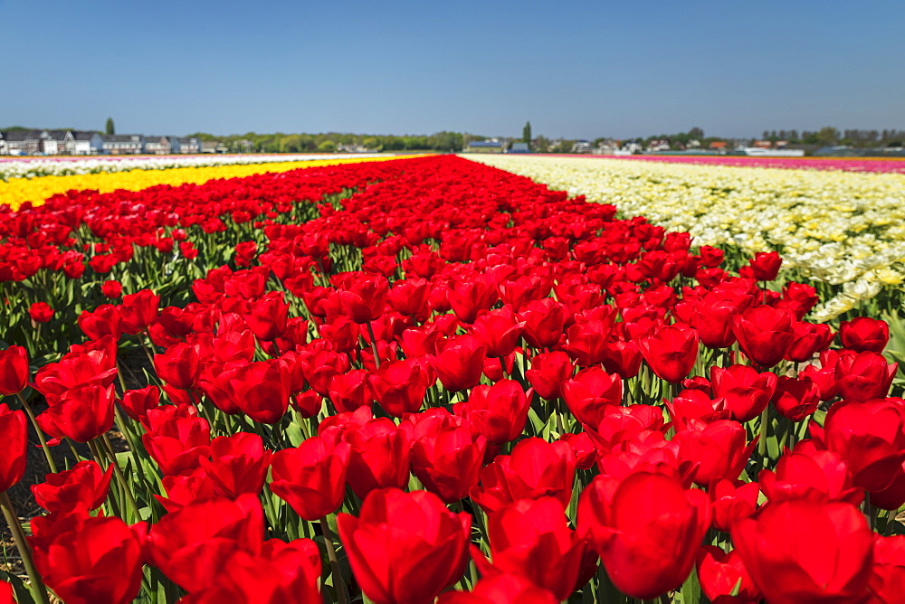 Field of tulips in spring, South Holland, Netherlands, Europe