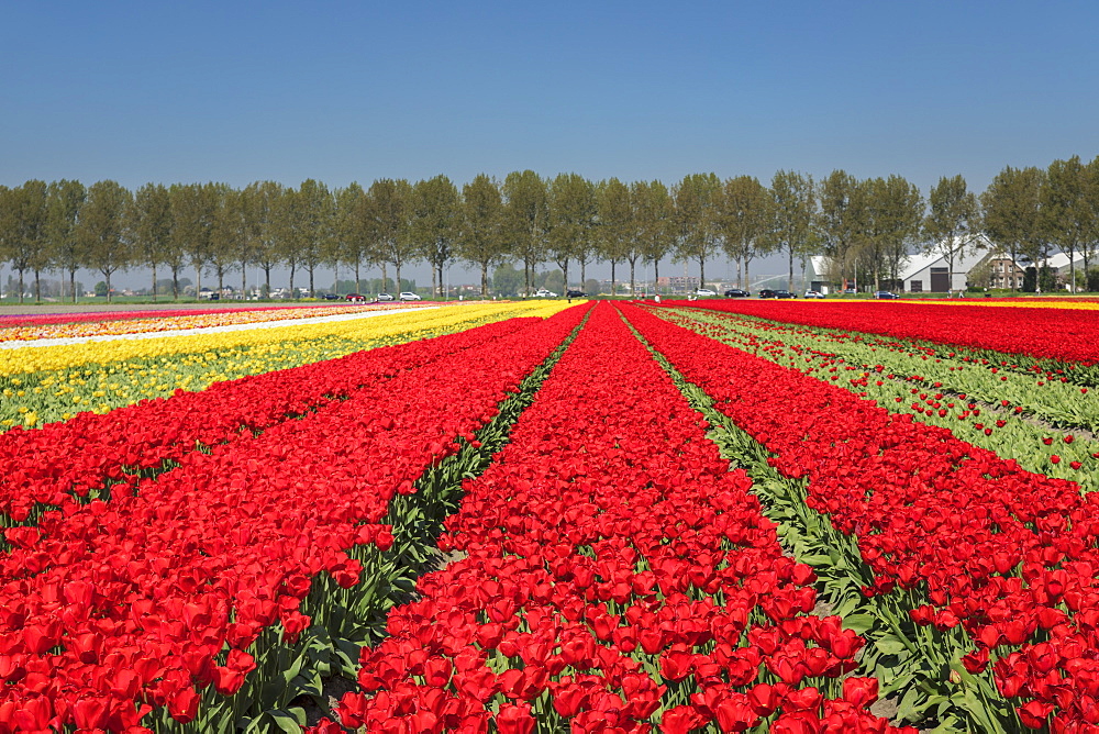 Field of tulips in spring, South Holland, Netherlands, Europe