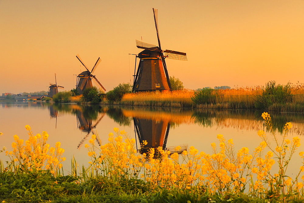 Windmills at sunrise, Kinderdijk, UNESCO World Heritage Site, South Holland, Netherlands, Europe