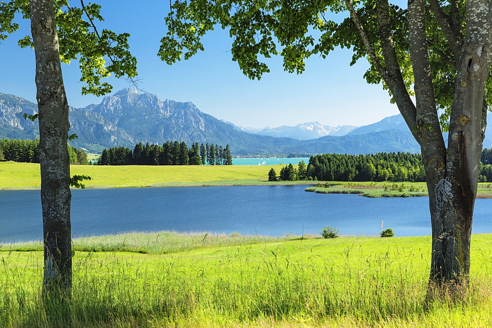 View over Forggensee lake to Tannheimer Alps, Fussen, Allgau, Schwaben, Bavaria, Germany, Europe