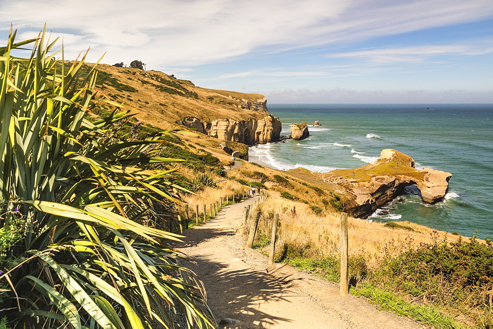 Hiking path to Tunnel Beach, Dunedin, Otago, South Island, New Zealand, Pacific