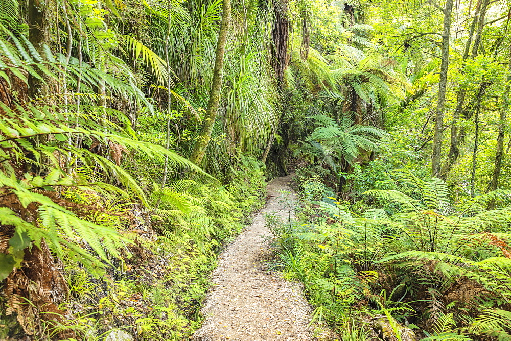 Wainui Falls Track, Golden Bay, Tasman, South Island, New Zealand, Pacific