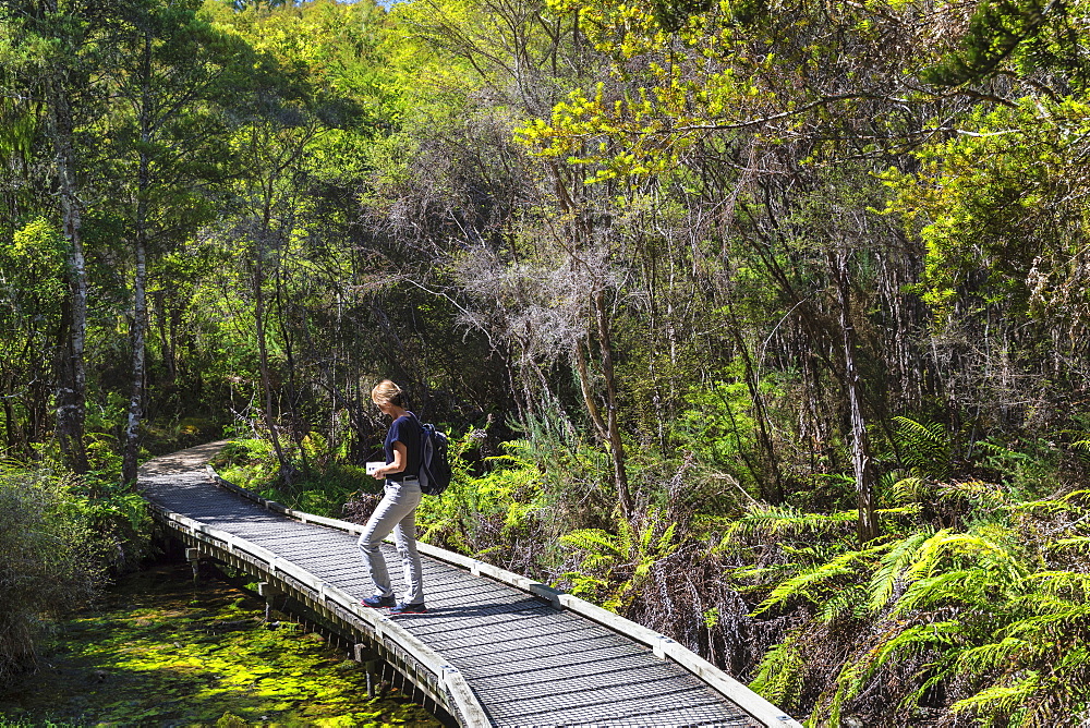 Hiking track to Te Waikoropupu Springs, Golden Bay, Tasman, South Island, New Zealand, Pacific