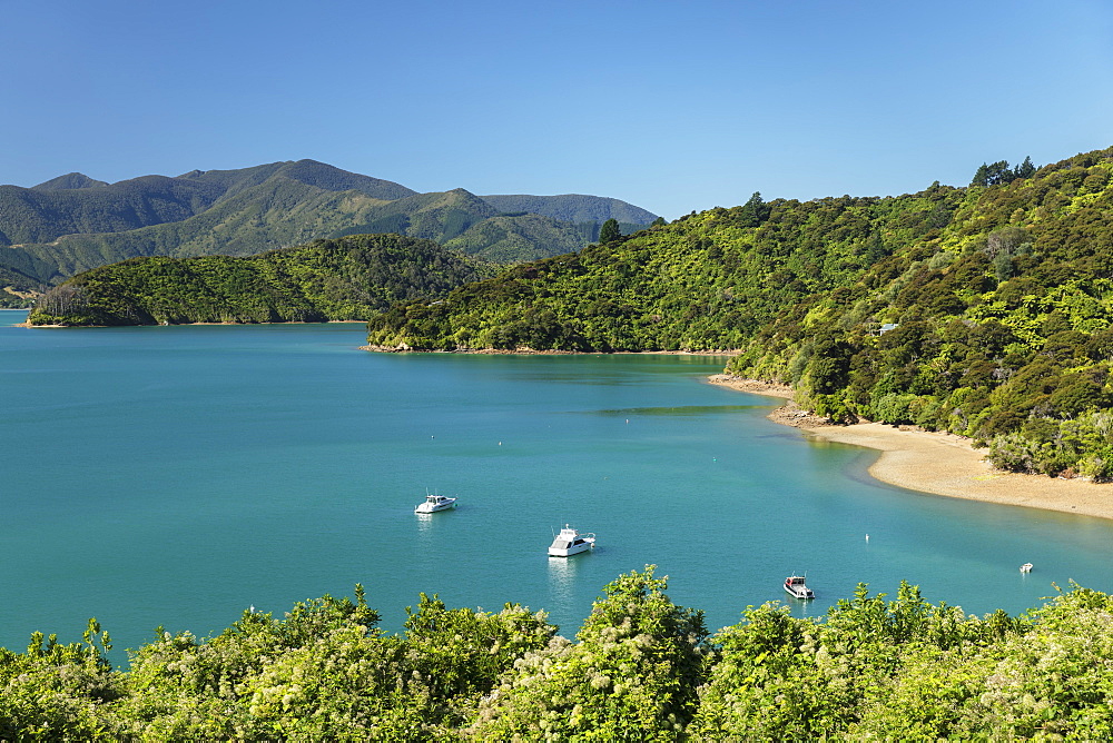 Coastal landscape at Kenepuru Sound, Queen Charlotte Track, Marlborough Sounds, Picton, South Island, New Zealand, Pacific