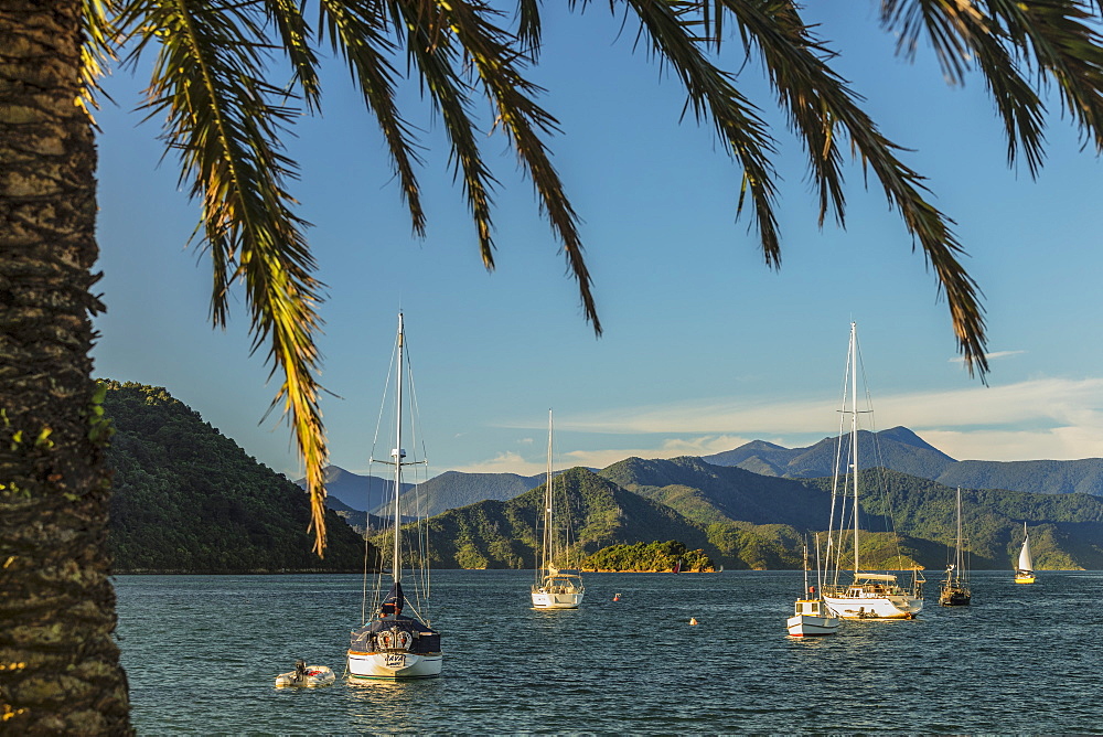 Sailing boats at the harbour of Picton, Marlborough Sounds, South Island, New Zealand, Pacific