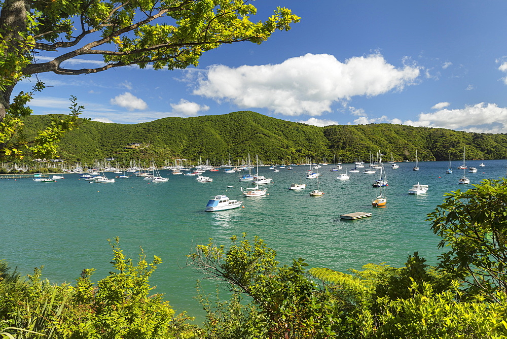 Marina at Waikawa, Picton, Marlborough Sounds, South Island, New Zealand, Pacific