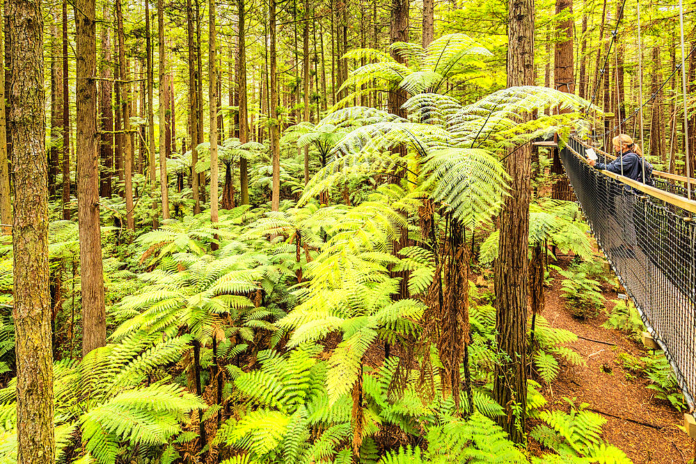 Redwood Treewalk, Canopy Pathway, Rotorua, Bay of Plenty, North Island, New Zealand, Pacific