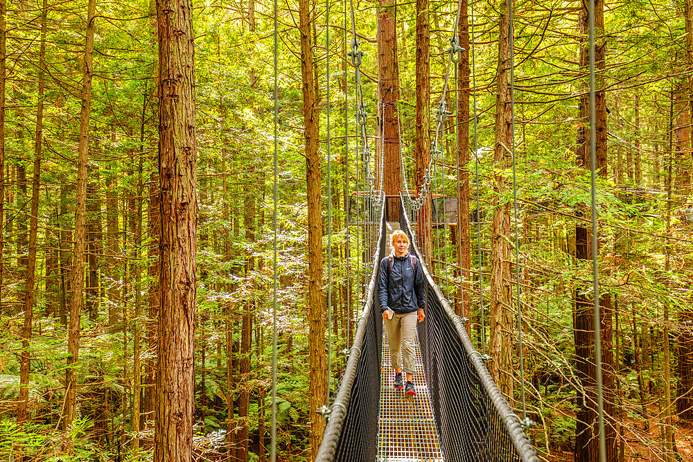 Redwood Treewalk, Canopy Pathway, Rotorua, Bay of Plenty, North Island, New Zealand, Pacific