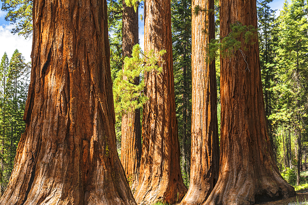 Giant Sequoia, Mariposa Grove, Yosemite National Park, UNESCO World Heritage Site, California, United States of America, North America