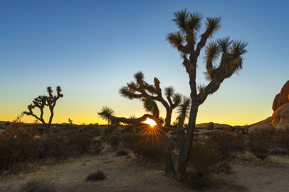 Joshua Tree (Yucca brevifolia), Joshua Tree National Park, Mojave Desert, California, United States of America, North America