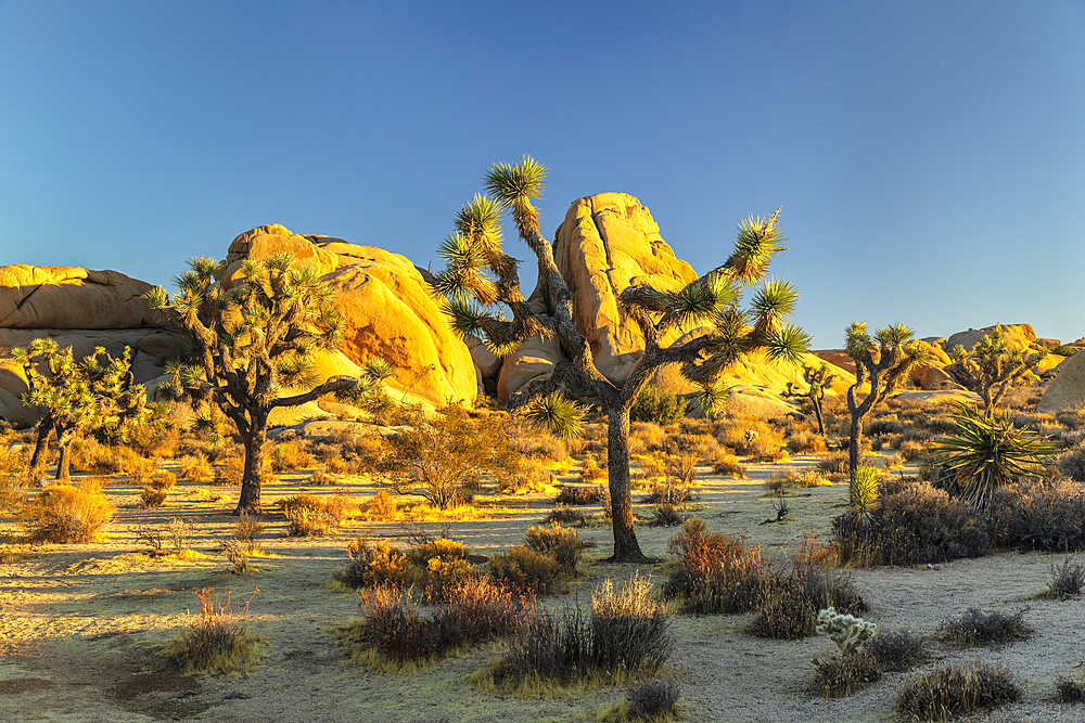 Joshua Tree (Yucca brevifolia), Joshua Tree National Park, Mojave Desert, California, United States of America, North America