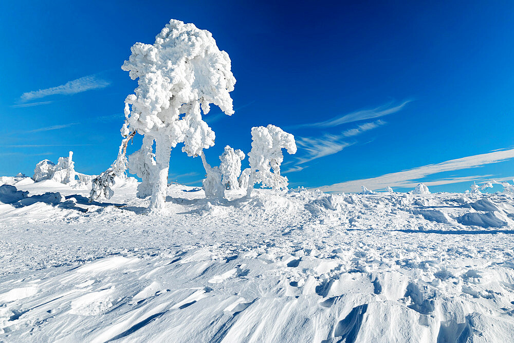 Hornisgrinde mountain in winter, Black Forest, Baden Wurttemberg, Germany, Europe