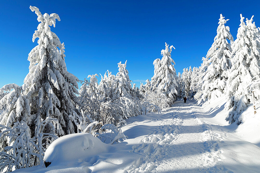 Hiking trail in winter, Hornisgrinde mountain, Black Forest, Baden Wurttemberg, Germany, Europe