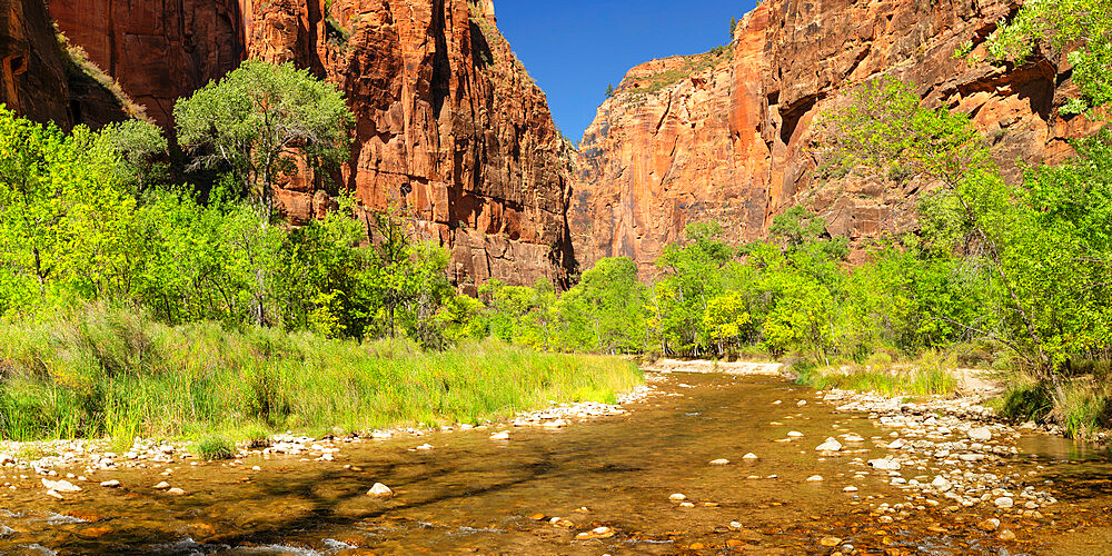 Riverside Walk, Temple of Sinawava, Zion National Park, Colorado Plateau, Utah, United States of America, North America