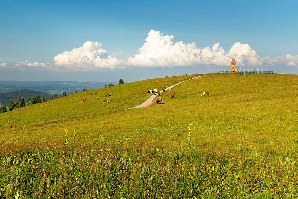 Cows near Bismarck Memorial on Seebuck peak at Feldberg Mountain, Black Forest, Baden-Wurttemberg, Germany, Europe