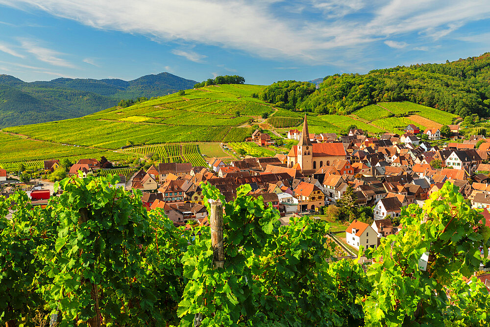 Niedermorschwihr, Alsace, Alsatian Wine Route, Haut-Rhin, France, Europe