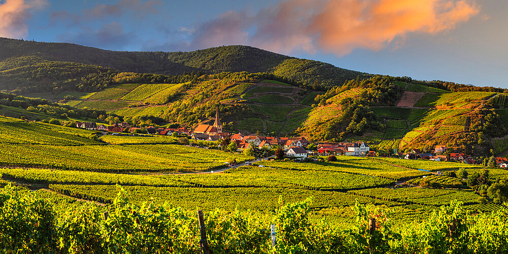 Vineyards, Rodern, Alsace, Alsatian Wine Route, Haut-Rhin, France, Europe