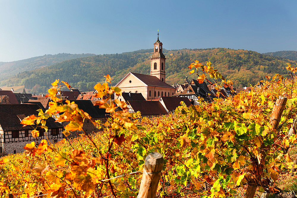 Riquewhir in autumn, Alsace, Alsatian Wine Route, Haut-Rhin, France, Europe