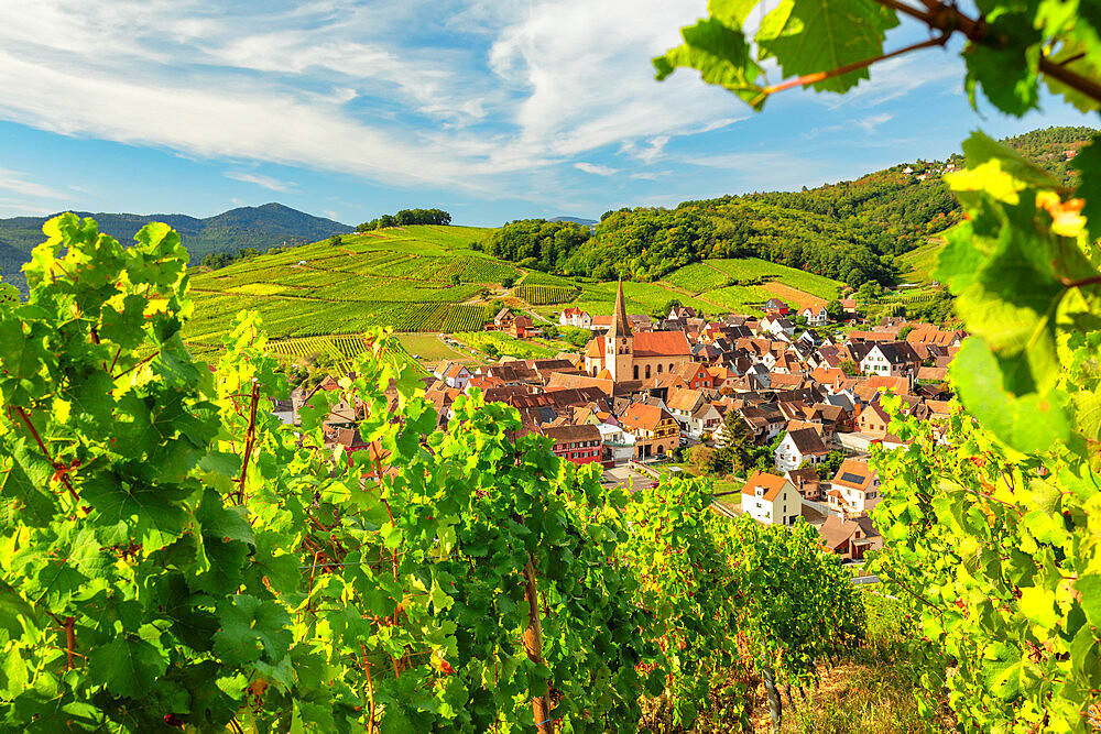 Niedermorschwihr, Alsace, Alsatian Wine Route, Haut-Rhin, France, Europe