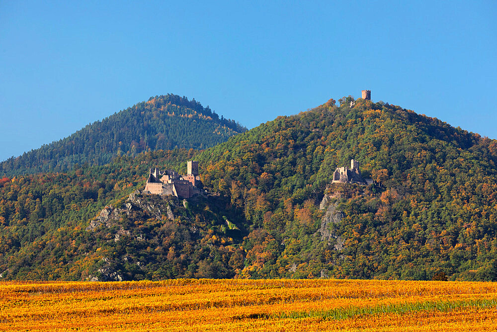 Girsberg Castle, Haut Ribeaupierre Castle and Chateau de St. Ulrich, Ribeauville, Alsace, Haut-Rhin, France, Europe