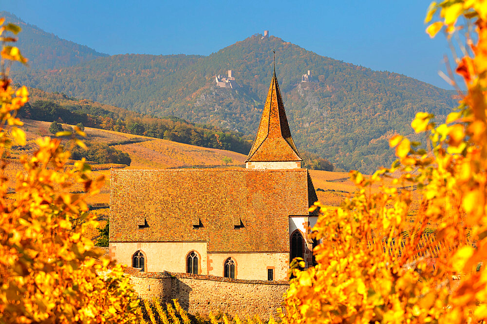 Fortified church of Saint Jacques, Hunawihr, Alsace, Alsatian Wine Route, Haut-Rhin, France, Europe