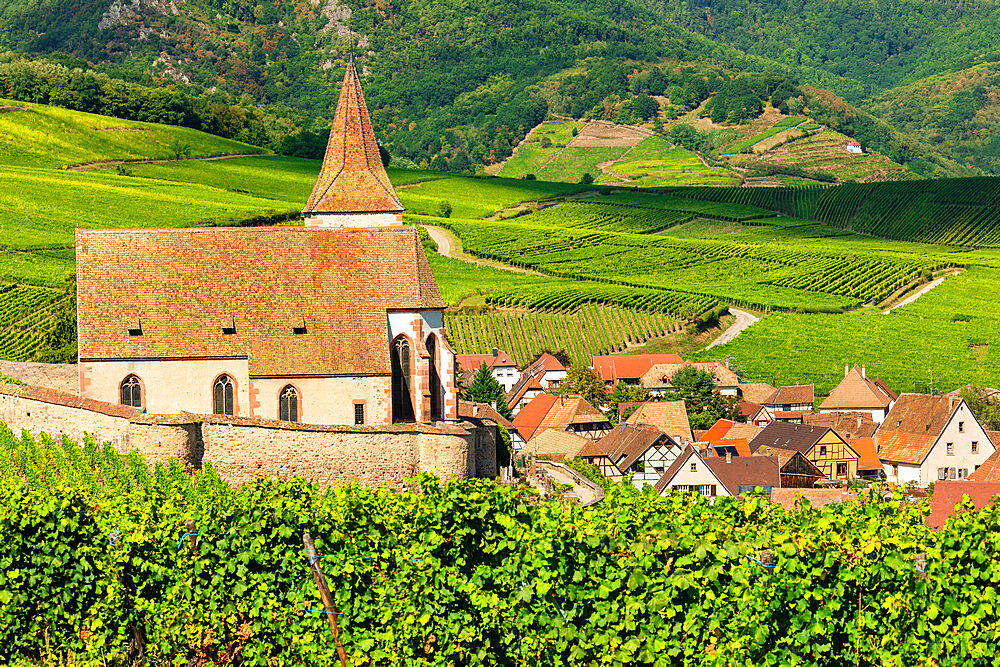 Fortified church of Saint Jacques, Hunawihr, Alsace, Alsatian Wine Route, Haut-Rhin,  France, Europe