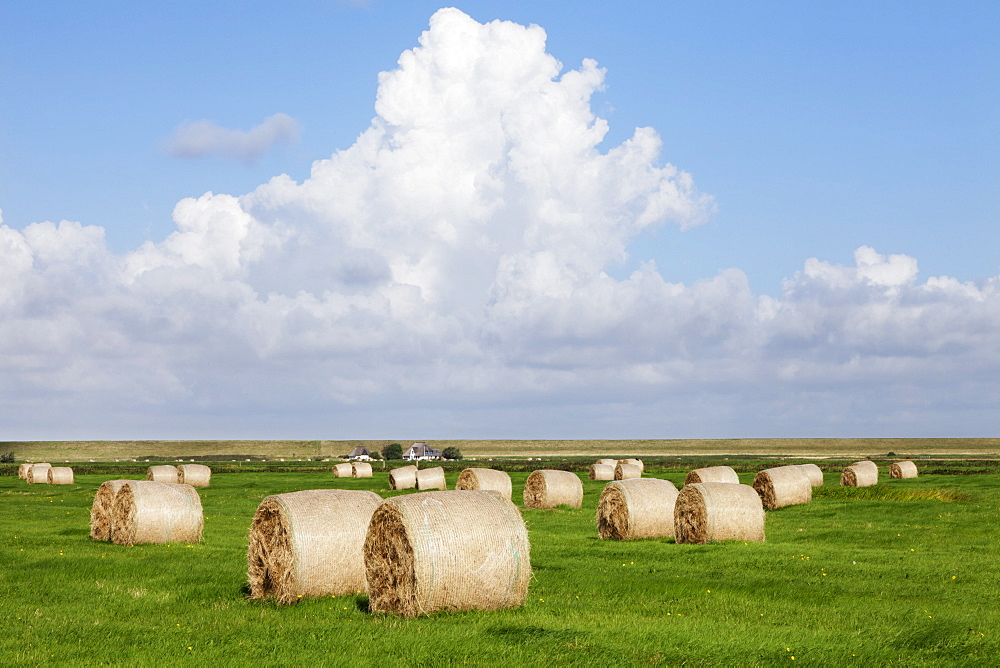 Hay bales on a meadow, Eiderstedt Peninsula, Schleswig Holstein, Germany, Europe