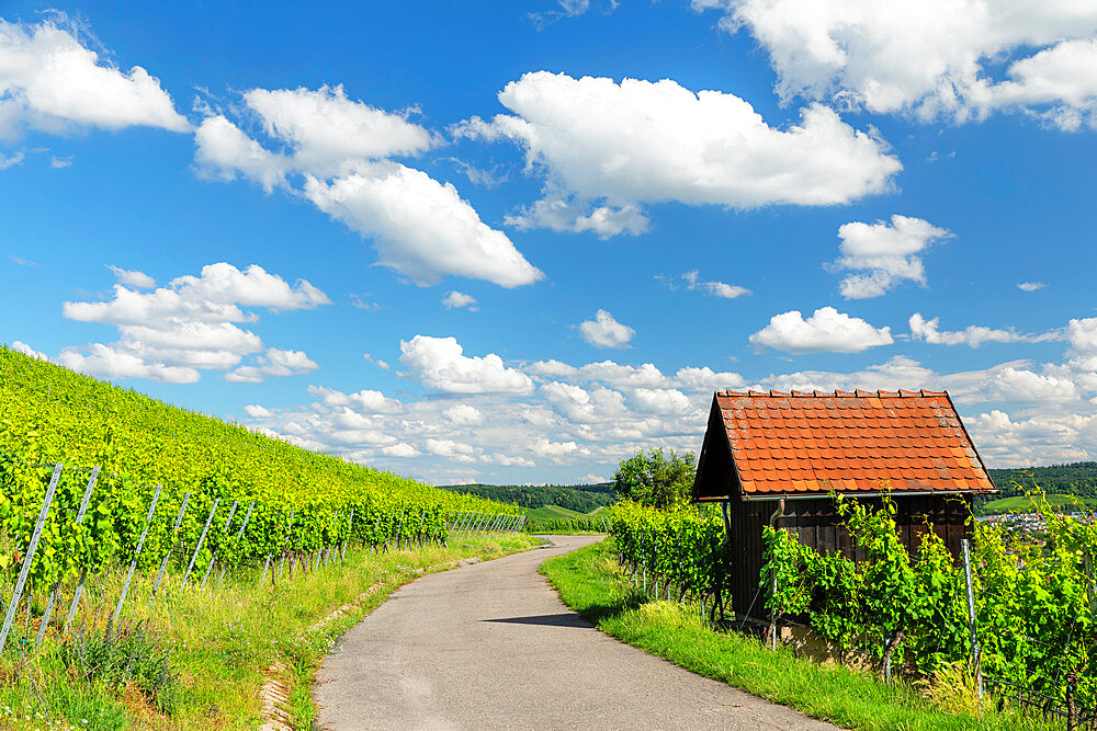 Vineyards at Wartberg Mountain, Heilbronn, Baden-Wurttemberg, Germany, Europe