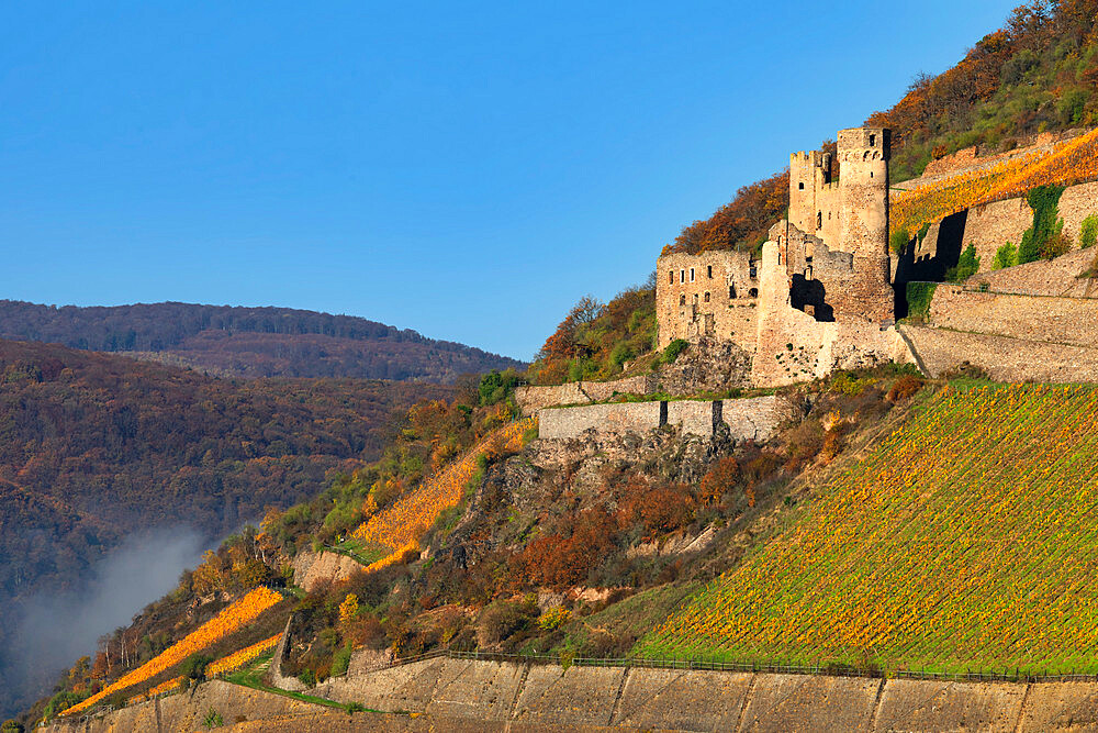 Castle ruin, Ehrenfels, Upper Middle Rhine Valley, Hesse, Germany, Europe