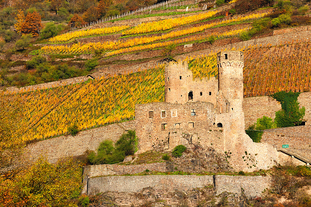 Castle ruin, Ehrenfels, Upper Middle Rhine Valley, Hesse, Germany, Europe