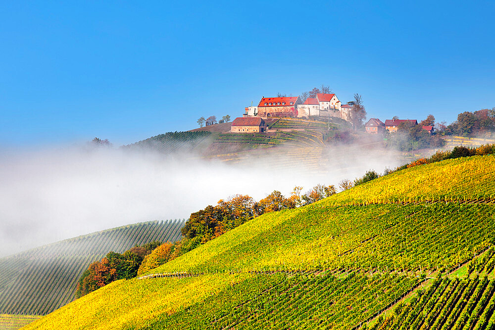 Schloss Staufenberg Castle, Durbach, Black Forest, Baden-Wurttemberg, Germany, Europe