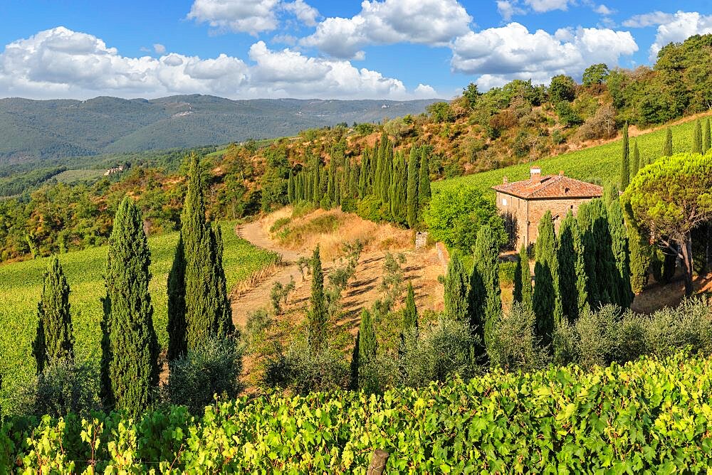 Vineyards near Radda in Chianti, Chianti, Firenze District, Tuscany, Italy