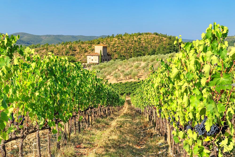 Vineyards near Radda in Chianti, Chianti, Firenze District, Tuscany, Italy