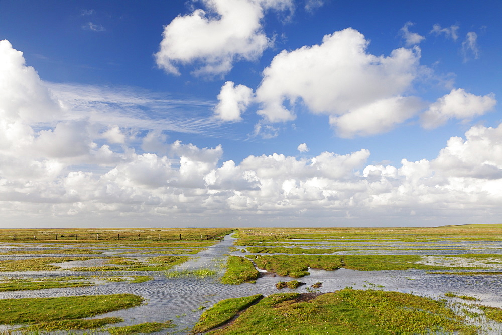 Salt meadow (salt marshes), Westerhever, Wadden Sea National Park, Eiderstedt Peninsula, Schleswig Holstein, Germany, Europe