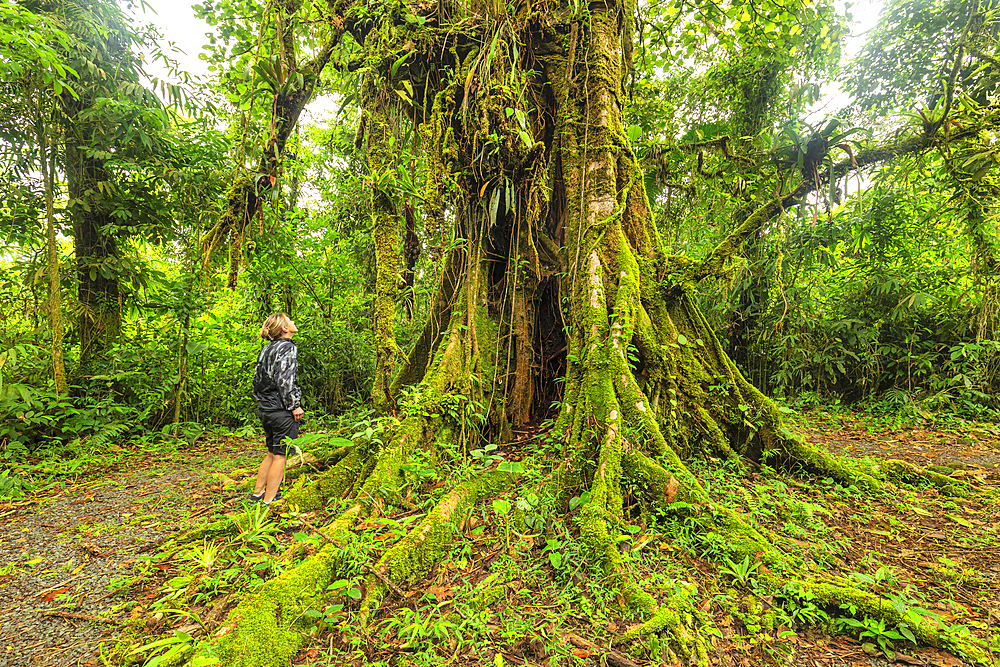 Rain forest near Catarata del Toro, waterfall, Alajuela, Costa Rica, Central America