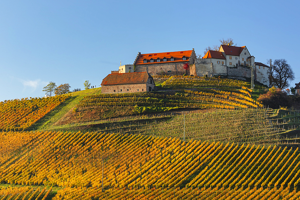 Schloss Staufenberg Castle, Durbach, Black Forest, Baden-Wurttemberg, Germany, Europe