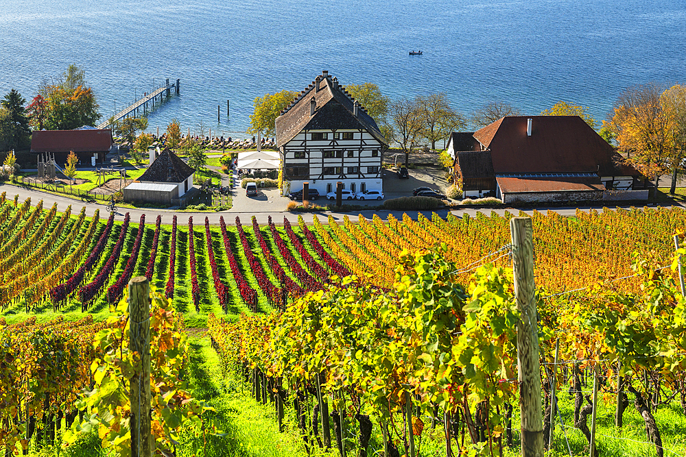 Winery Haltnau, with vineyards in autumn, Lake Constance, Meersburg, Upper Swabia, Baden-Wurttemberg, Germany, Europe