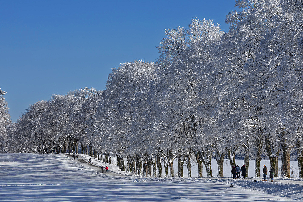 Alley of trees in winter, Swabian Jura, Baden-Wurttemberg, Germany, Europe