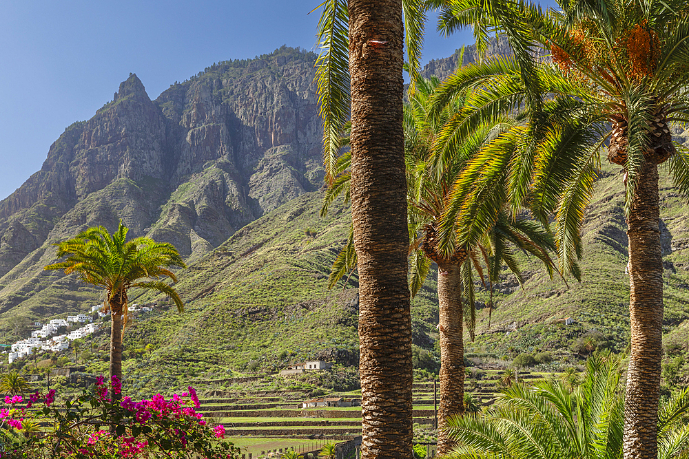 Valley of Agaete, Barranco de Agaete, Agaete, Gran Canaria, Canary Islands, Spain, Atlantic, Europe