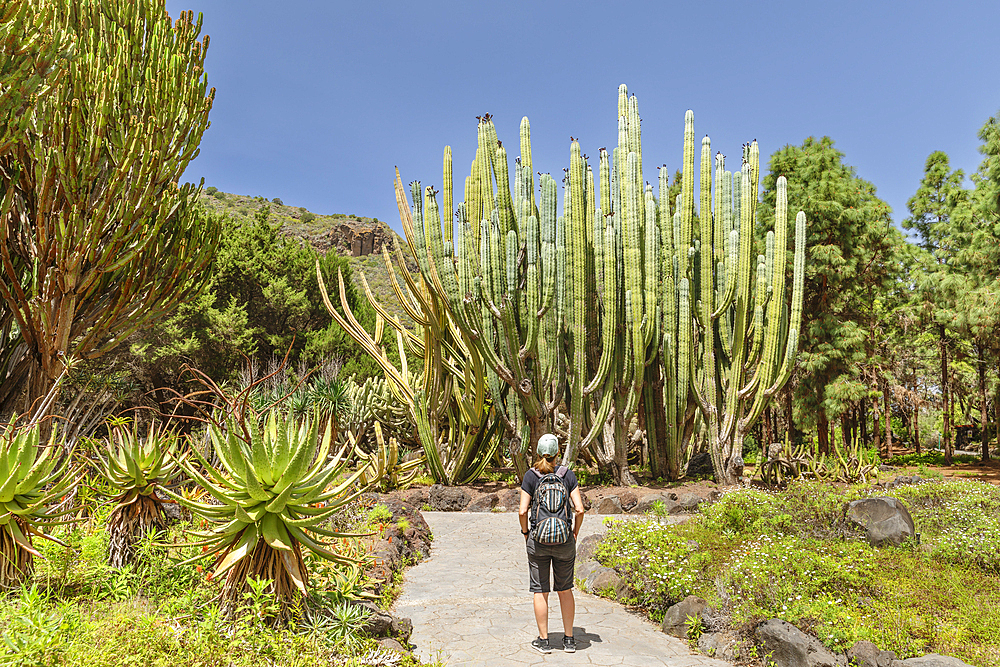 Botanical garden Jardin Canario Viera y Clavijo, near Las Palmas de Gran Canaria, Gran Canaria, Canary Islands, Spain, Atlantic, Europe