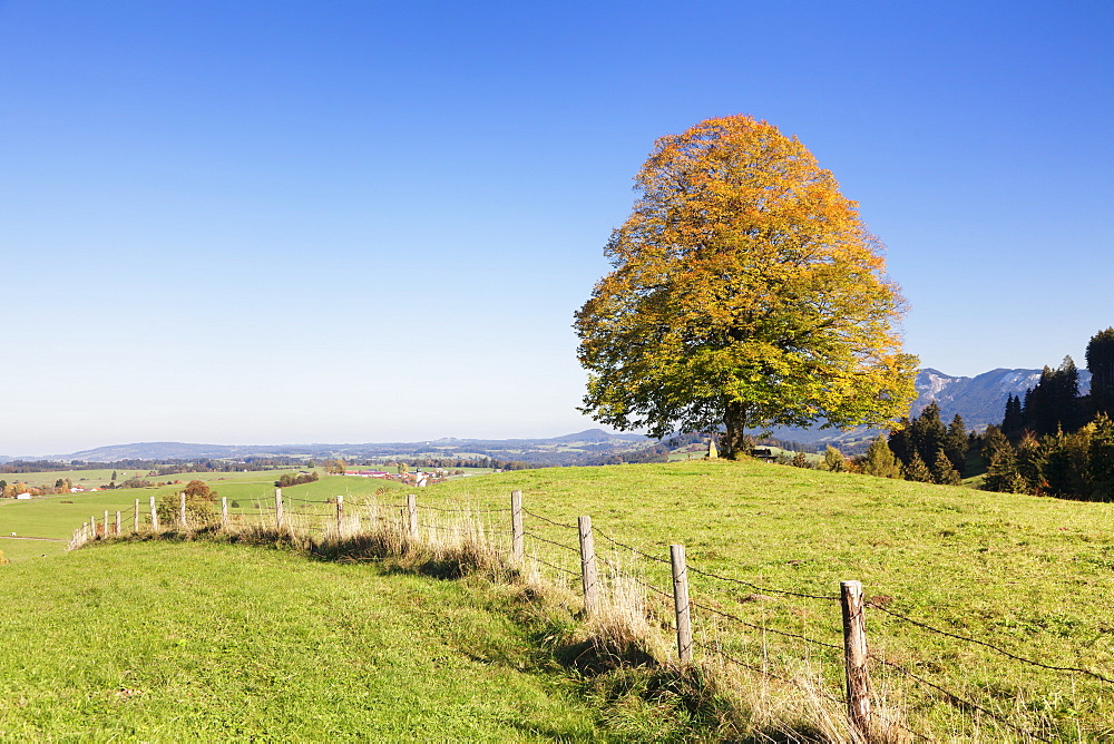 Single tree in Prealps landscape in autumn, Fussen, Ostallgau, Allgau, Allgau Alps, Bavaria, Germany, Europe