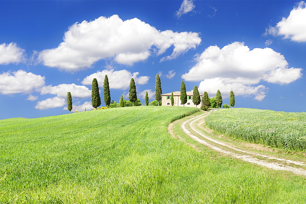 Farmhouse with cypress trees, near Pienza, Orcia Valley (Val d'Orcia), Siena region, Tuscany, Italy, Europe