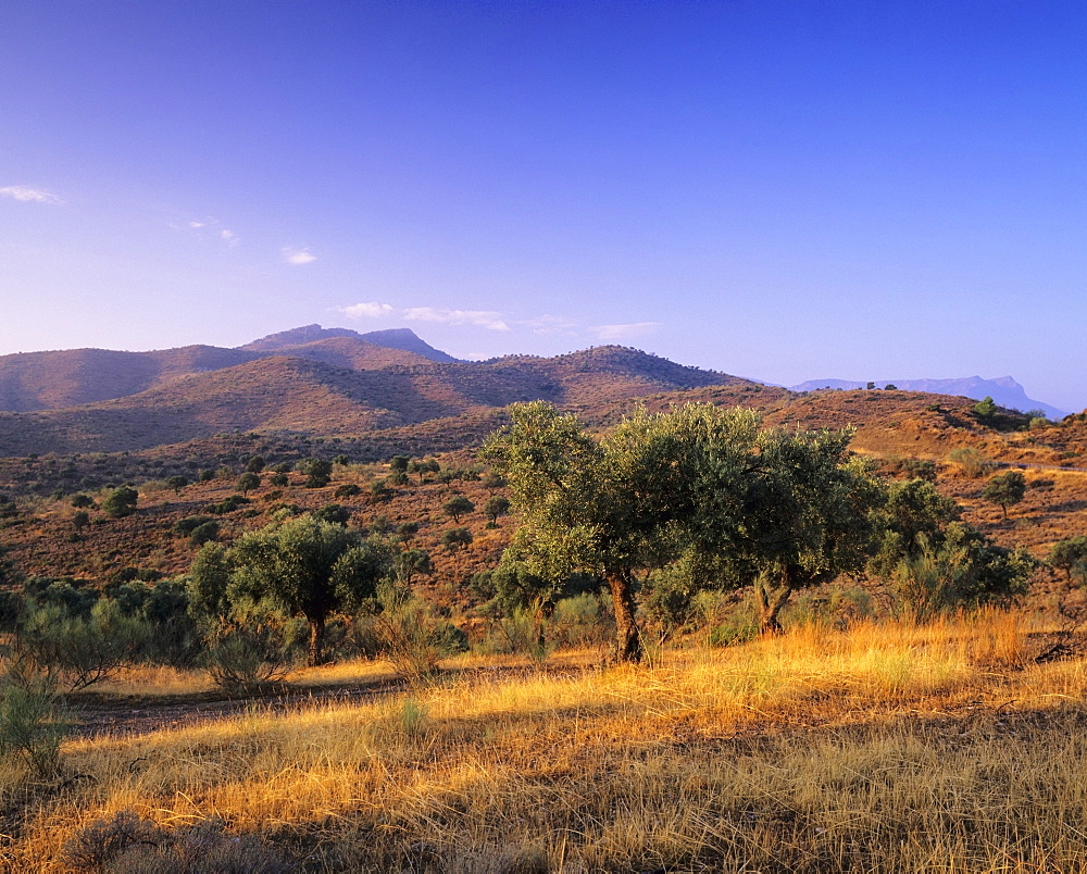 Olive trees at sunset, Ardales, Province Malaga, Andalusia, Spain, Europe 