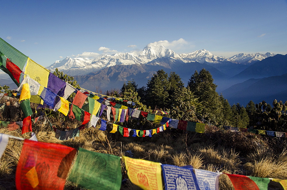 The view from Poon Hill, 3210m, with Dhaulagiri, 8167m, and Dhaulagiri massif, Dhampus Peak, 6012m, and Tukuche Peak, 6920m, in the background with prayer flags in the foreground, Annapurna Conservation Area, Nepal, Asia