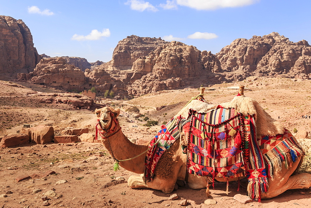 Portrait of seated camel with colourful rugs, view to City of Petra ruins, Petra, UNESCO World Heritage Site, Jordan, Middle East