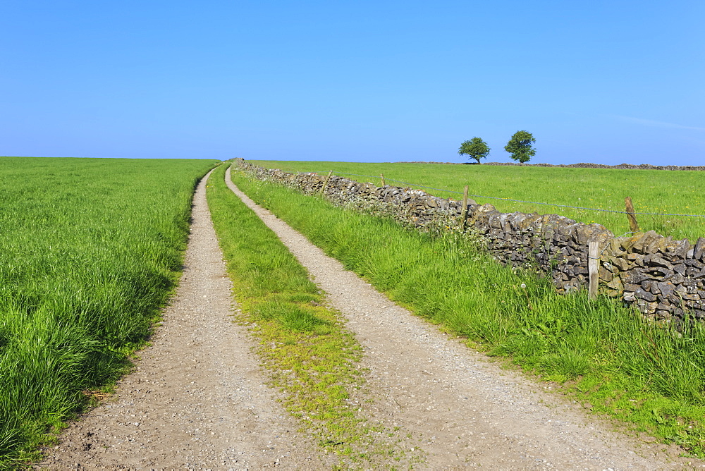 Track disappears into distance, grass, two trees and dry stone walls, typical country scene, Peak District, Derbyshire, England, United Kingdom, Europe