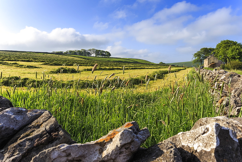 Newly mown grass in field with dry stone walls, copse of trees and house, spring morning sun, Peak District, Derbyshire, England, United Kingdom, Europe