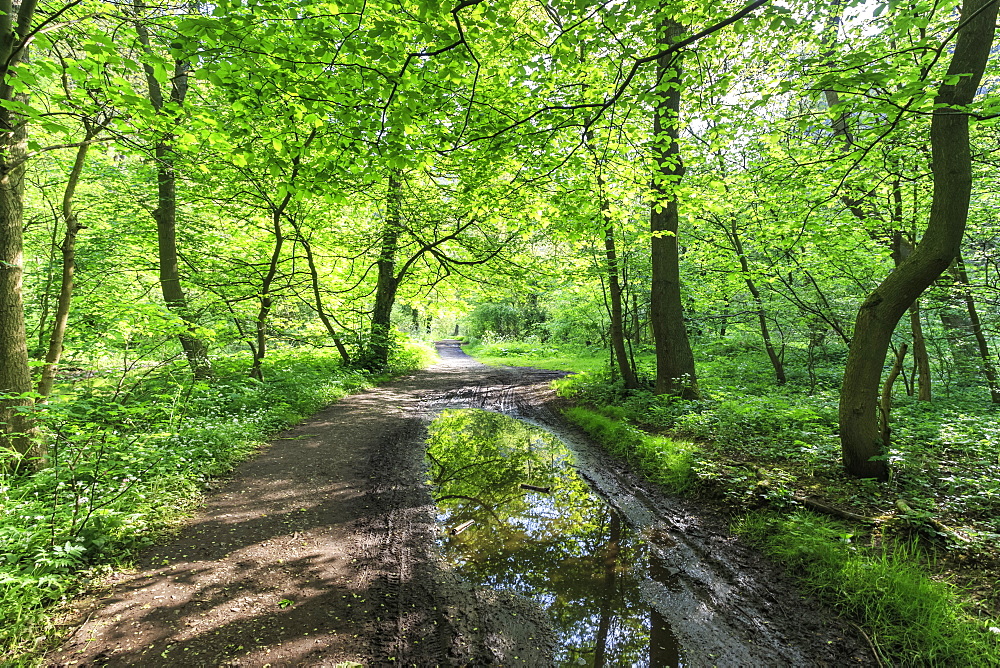 Trees in spring leaf provide canopy over hiking path with puddle reflections, Millers Dale, Peak District, Derbyshire, England, United Kingdom, Europe